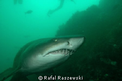 Raggie shark, Port Elizabeth South Africa, December.D70,N... by Rafal Raszewski 